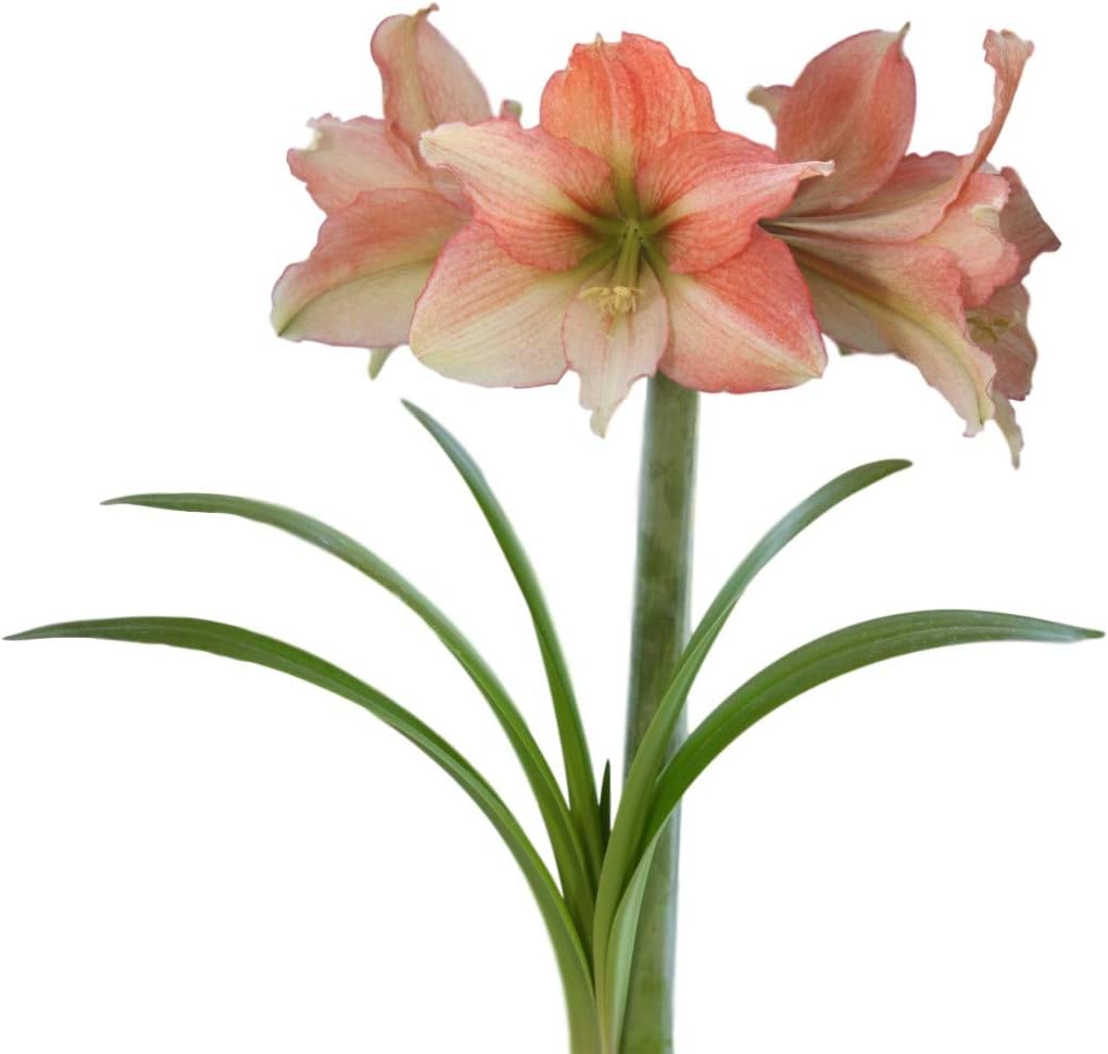 Amaryllis Bulb Pink Amaryllis Tinkerbell - Outstanding Indoor Blooms | Ships from Easy to Grow TM