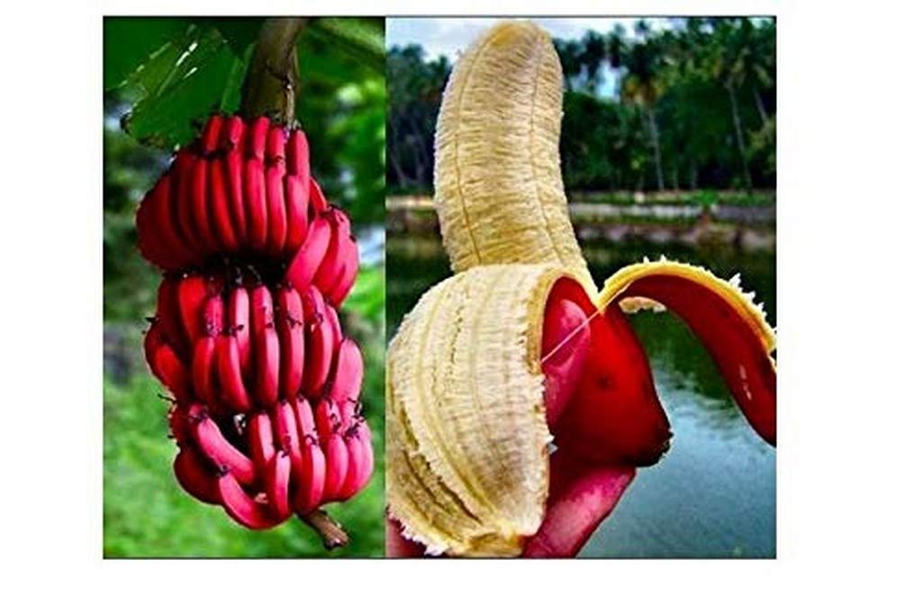 Gurveplantationi® - Fruit Plant Kerala Red Banana Racca Home Garden Plant For (1 Healthy Tissue Culture Plant) Live with Black Plastic Pot (B0B6CSL9PT) Amazon Price History, Amazon Price Tracker