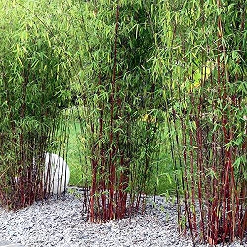 Golden Hills Farm Rare Red Fountain" Stem Bamboo Medicinal Plant -100 Seeds" (B093QDR2D7) Amazon Price History, Amazon Price Tracker
