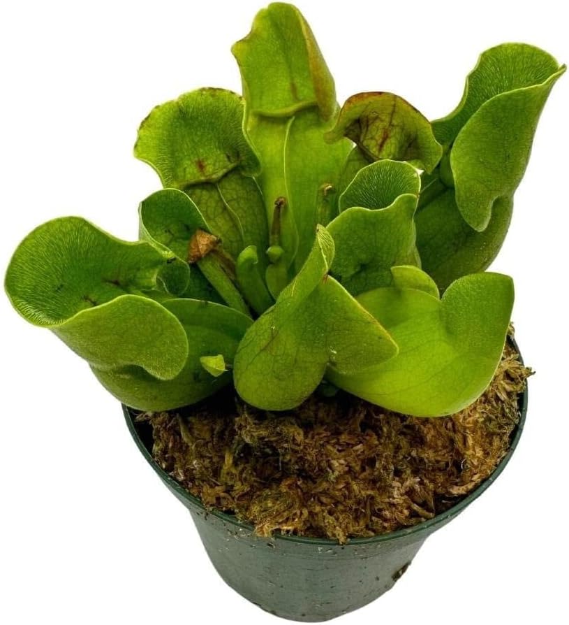 BubbleBlooms Jumbo Sweet Pitcher Plant, in a 3 Inch Pot, Carnivorous Plant, Sarracenia pitcherplant