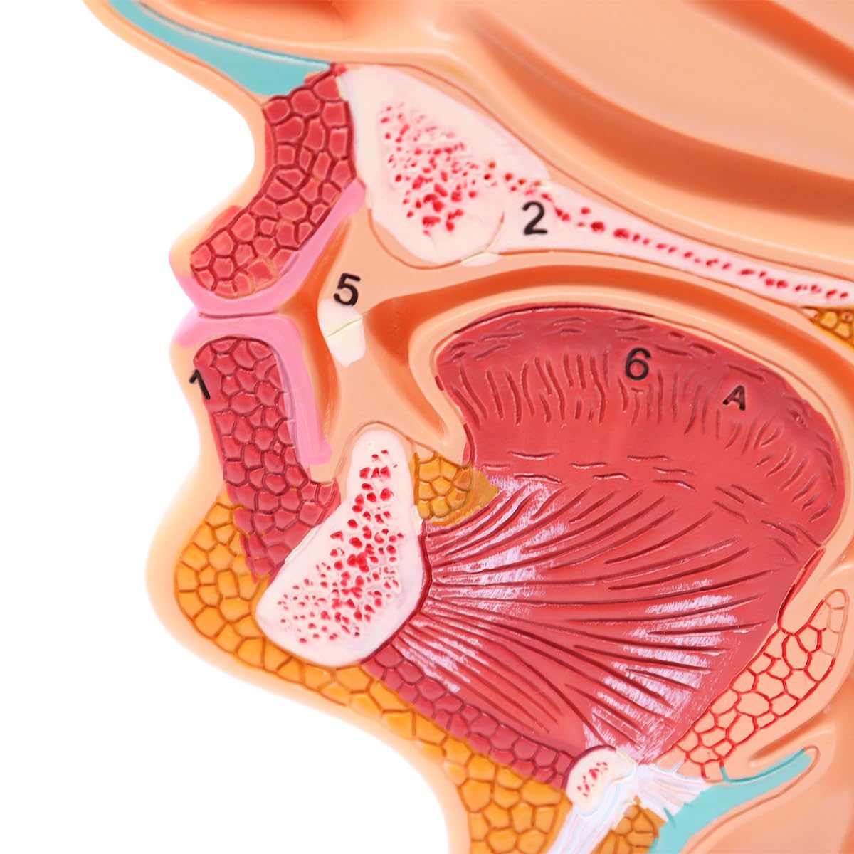 Modèle Anatomique De Cavité Nasale Humaine Gorge 1:1 Taille Réelle Pharynx Larynx Modèle D Anatomie Pour Enseignement En Classe De Science Modèle D Affichage Médical