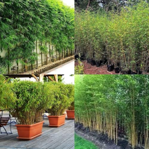 Image of Nutan Outdoor Bamboo Fencing Plant || 25 + plants || packet of 1 live