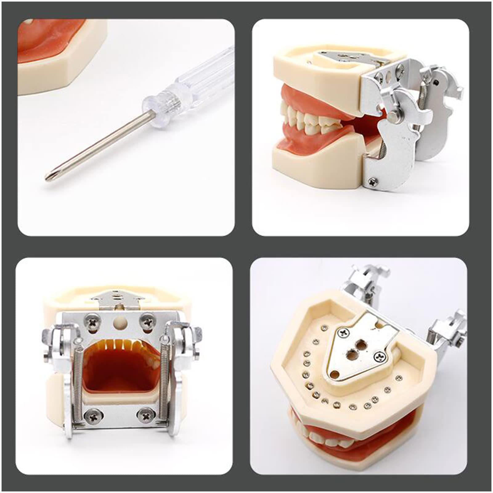 Model implantu dentystycznego - model zębów Typodont - do ćwiczenia technik naprawczych, z małym śrubokrętem