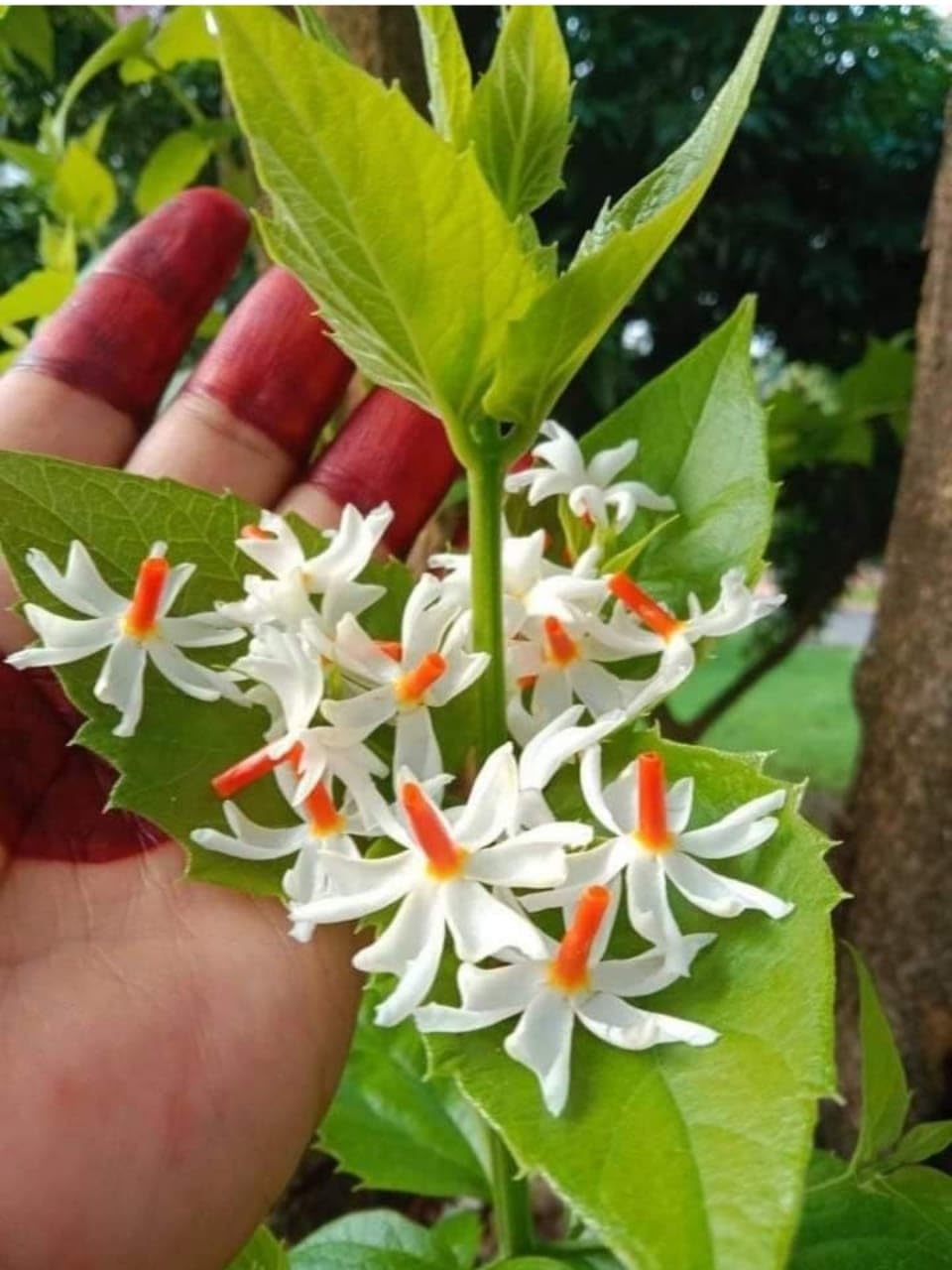 All Time 12 months flowering Parijat/Boromasi flowering | Harsingar live plant & Tree|Night Flowering Jasmine | Night Queen Highly Fragrant plant | Pack Of 1 (B0CVYH1KK3) Amazon Price History, Amazon Price Tracker