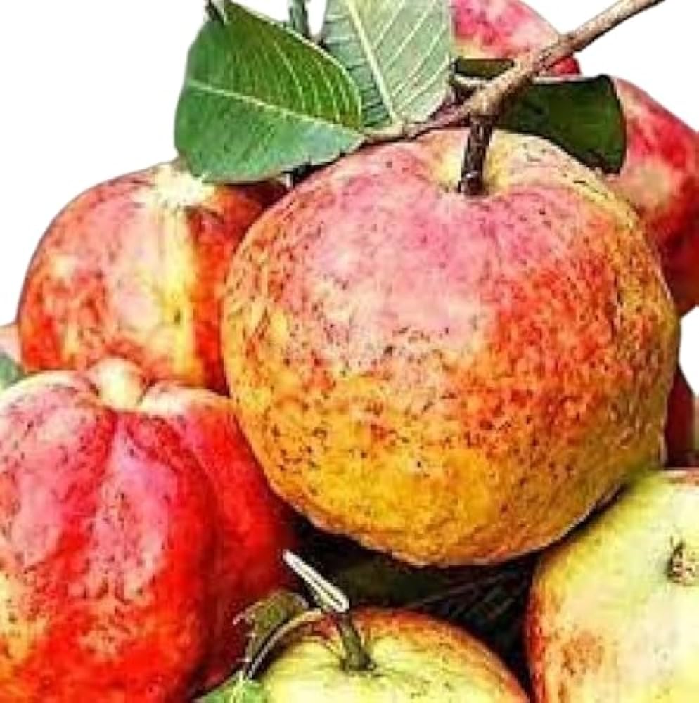 Rare Hybrid Air Layering Guava Plant (Allahabad Surkha) (B0D883Q64P) Amazon Price History, Amazon Price Tracker
