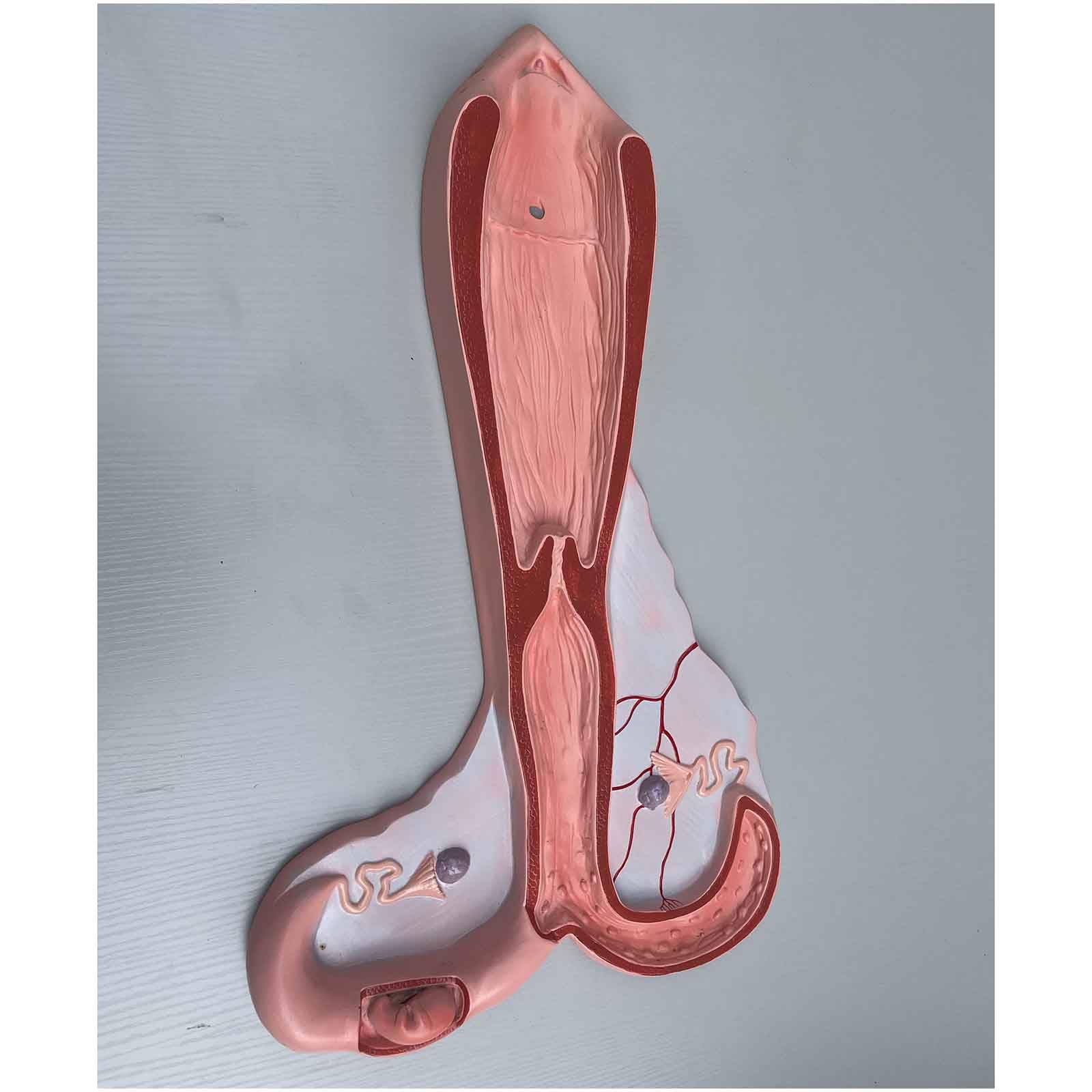SIULAS Schaf Gebrmuttermodell, Schaf Vagina Anatomisches Modell Tier  Fortpflanzungsorgan Modell, Gebrmutter Geschenke Medizinische Lehrmodelle  Arzt Patient Kommunikation Simulation,Rot,62cm : Amazon.de: Gewerbe,  Industrie & Wissenschaft