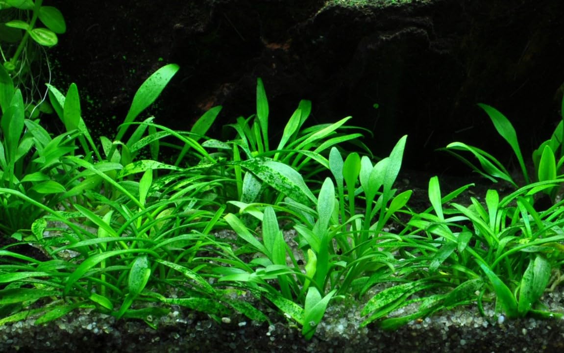 Assortimento 3 Cryptocoryne mix piante vive decorative per acquari di acqua dolce resistenti di facile coltivazione e mantenimento adatte per neofiti