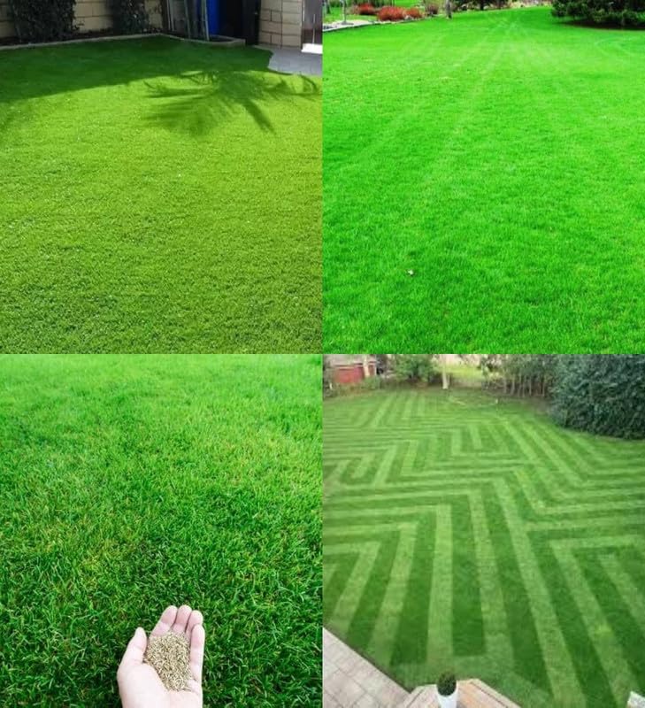 Bermuda grass seeds, carpet grass seeds for home lawn garden seeds pack of 8500