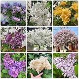 Una mezcla maravillosa. Una simple y luminosa selección de semillas en la que puedes crear efectos visuales realmente maravillosos en tu jardín.