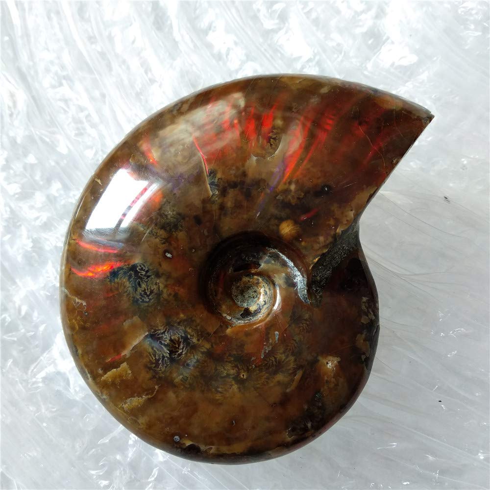 LIXUAN Ammonite Fossil Cleoniceras Iridesce Rainbow Ammonite Fossil ammolite Fossils Madagascar