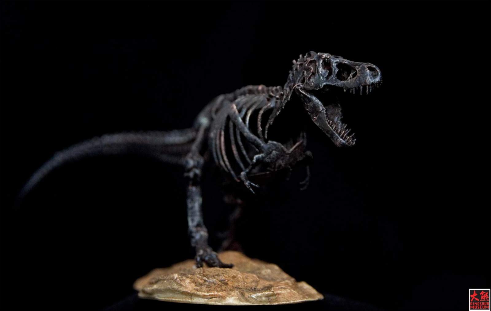 TREX フィギュア Amazon | 1/72 ティラノサウルス Tレックス T-REX 恐竜 骨格