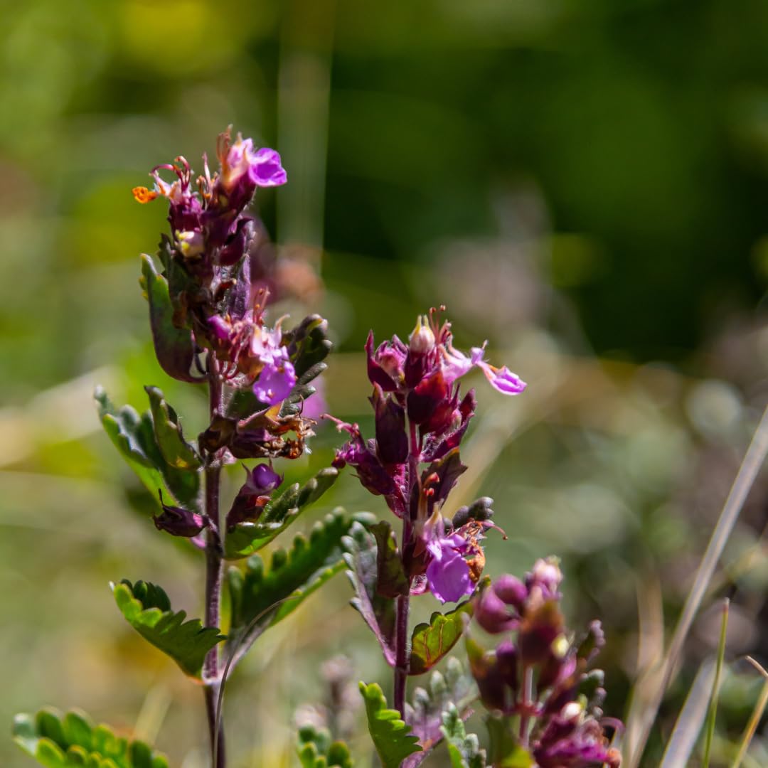 Teucrium Lucidrys con Foglie Lucide, per Siepi Basse, Verde, Set da 6