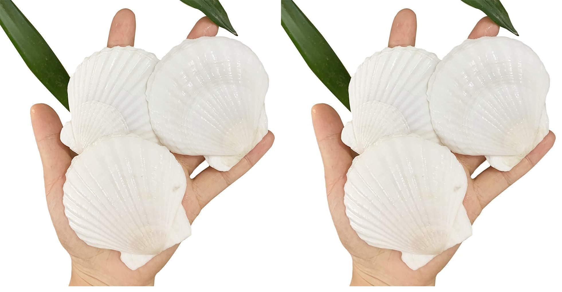 SEAJIAYI 30 PCS Scallop Shells 2-3 Inch Natural White Sea Shells from Sea Beach for DIY Craft Home Décor(6-8 cm) (Pack of 2)