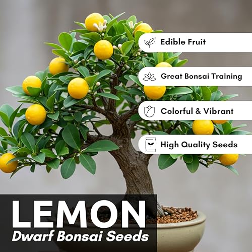 Miniatura 3 de Semillas de árbol bonsái de limón enano, 20 semillas, cultiva un delicioso árbol bonsái con fruta, ideal para jardinería en el hogar