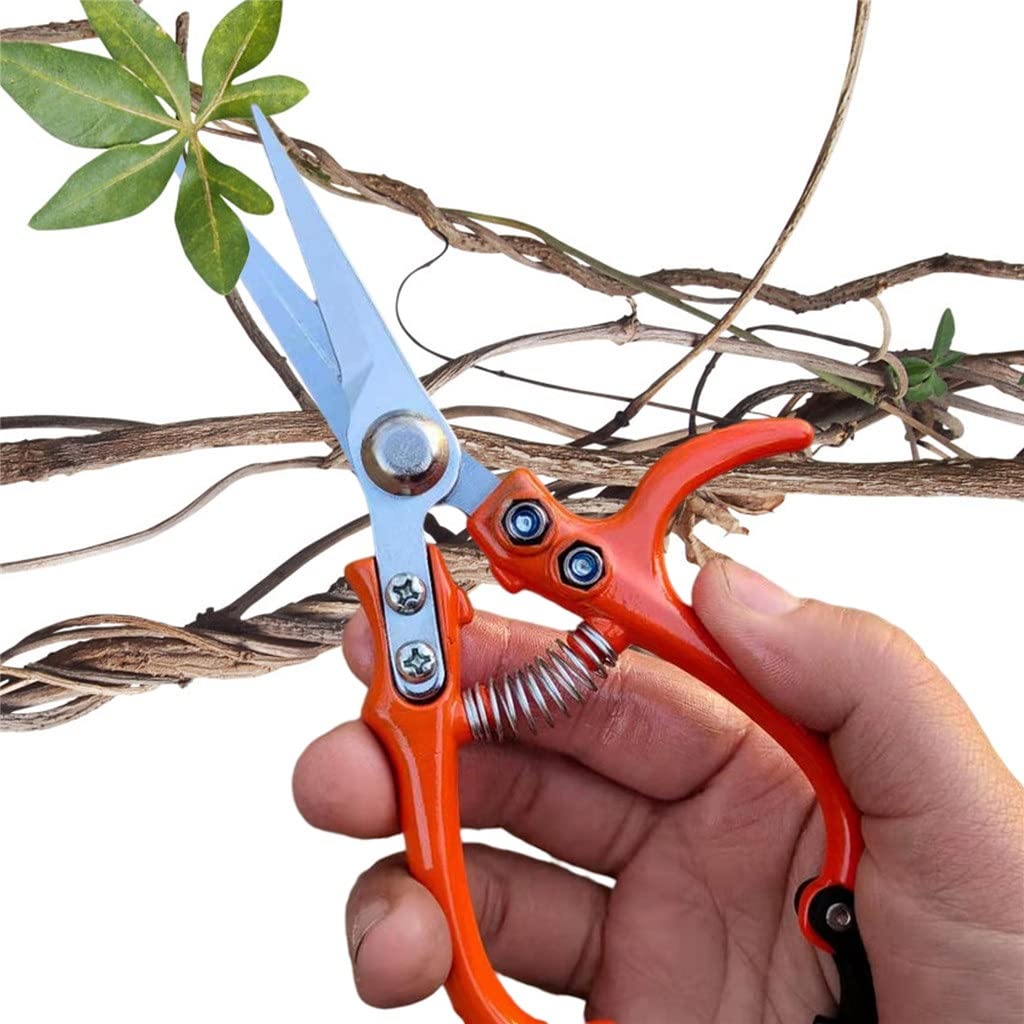n Forbici Cesoie per la Raccolta della Frutta Cesoie da potatura in Acciaio Inossidabile n Verdura n Strumento per la potatura Forbici per Bonsai per Uso Domestico