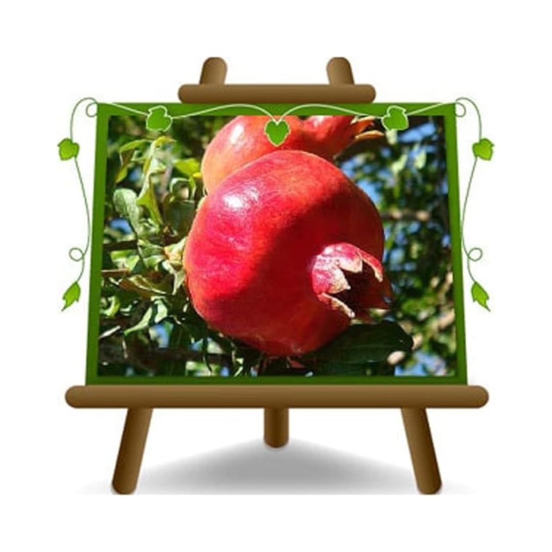 Melograno In Vaso EURO PLANTS VIVAI – Pianta Di 4 Anni Già Fruttificante, Altezza 170-200 Cm, Vaso ø 26 Cm, Perfetta Per Frutteto