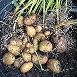 200 piezas semillas de patatas Semillas para cultivar plantas en maceta. flores jardín invernadero balcón Las plantas de sombra son resistentes variedades antiguas de patatas de siembra
