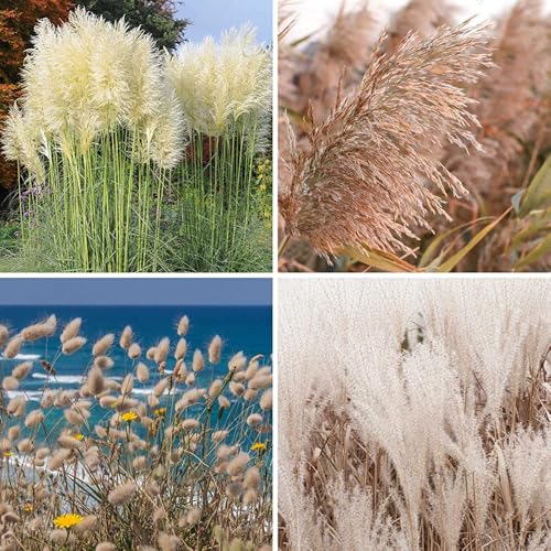 Mix Pampas Grass Seeds for Planting 100+ Seeds Kit for Landscaping & Home Decor Includes Rabbits Tail White & Reed Pampas Easy-Grow Ornamental Grass