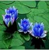 2 Adet Tohum Nadir Bulunan Mavi Lotus Çiçeği Tohumu Lotus Su Çiçeği Tohumu Nilüfe