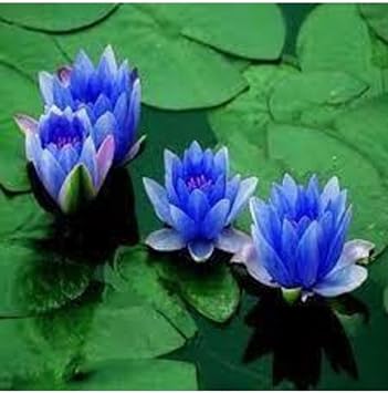 2 Seeds Rarely Found Blue Lotus Flower Seed Lotus Water Blossom Seed Niluff