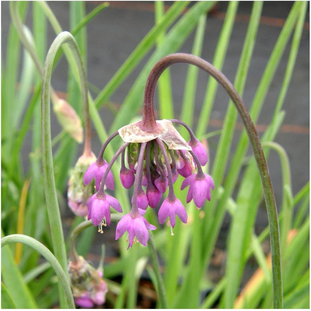 Everwilde Farms - 1 Oz Nodding Onion Native Wildflower Seeds - Gold Vault