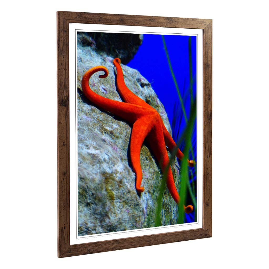 Big Box Art Framed Print of Starfish 3 Design | Wall Art Picture | Home Decor for Kitchen, Living, Dining Room, Lounge, Bedroom, Hallway, Office, Walnut, A2 / 24.5x18 Inch / 62x45cm