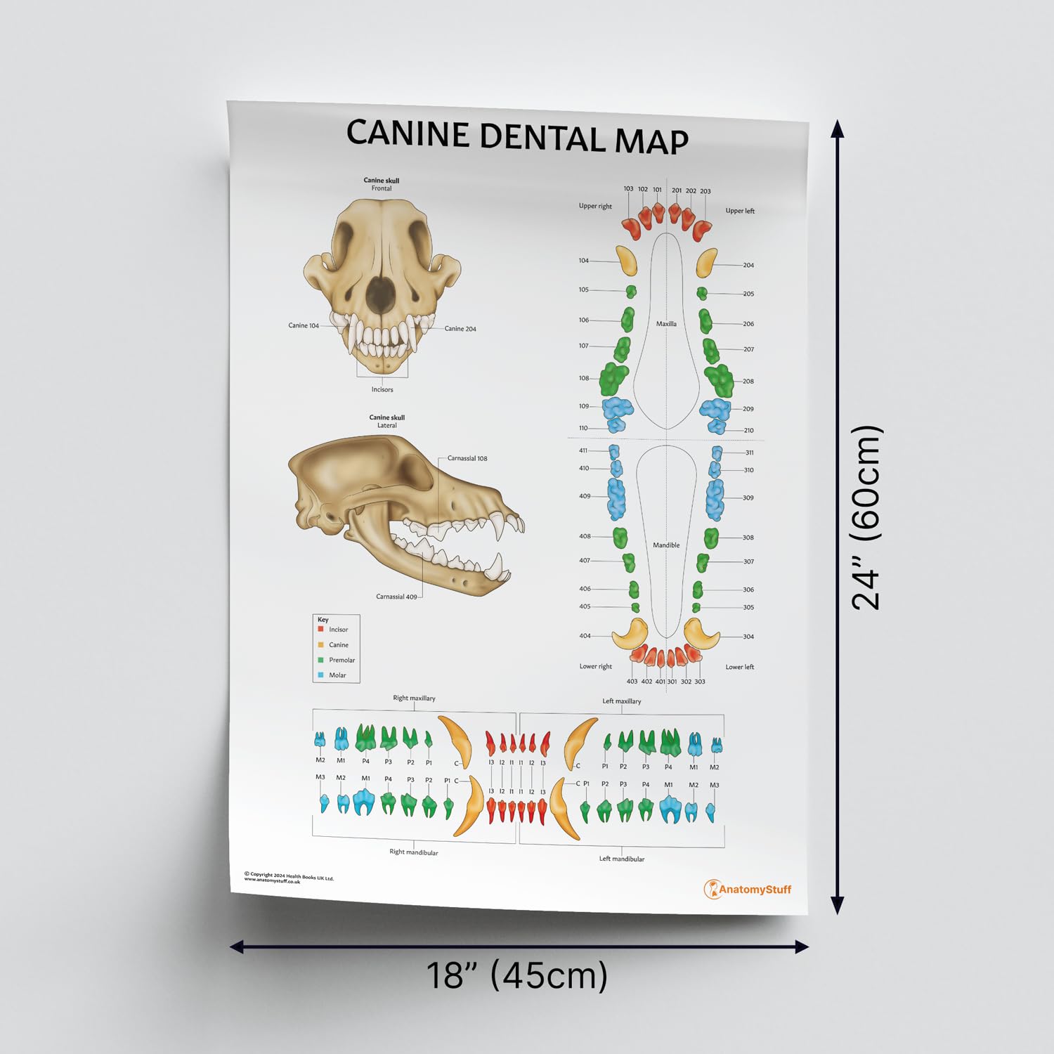 AnatomyStuff Canine Dental Map Poster/Diagramm, 24 x 60 cm, 45,7 x 61 cm, Hundezahnanatomie, Tierzahnmedizin-Diagramm, Tierarzt-Poster