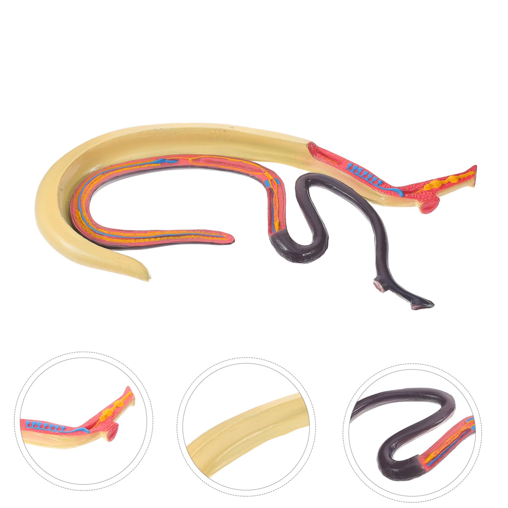 Modello Anatomico di Schistosoma Artificiale per Insegnamento | Smontabile, Plastico, per Aula di Biologia e Ricerca in Laboratorio, Materiale Didattico per Studenti