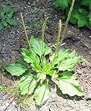 100 Broadleaf Plantain organic medicinal plant YANTEN Plantago major herb seeds