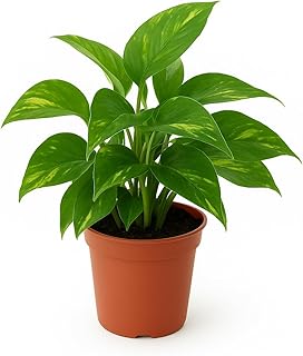 Live Indoor Money Plant (Golden Pothos) in Pot Air Purifying Green Plant for Home & Office Décor |Easy Care Indoor Houseplant