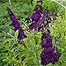 Produktbild Müllers Grüner Garten Shop Sommerflieder Black Knight Buddleja davidii dunkelviolett blühend schön duftend im 3 Liter Topf