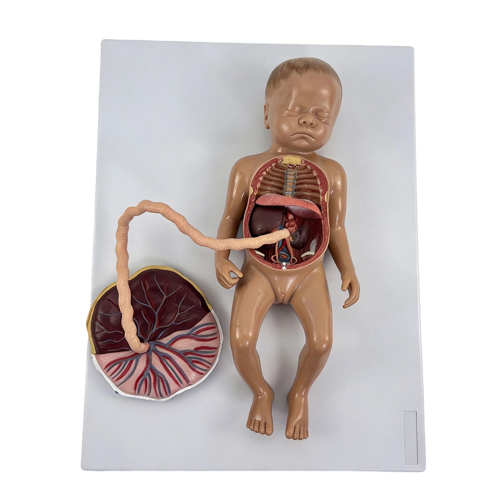 Modèle anatomique du fœtus pour dynamiser les cours de sciences en salle de classe - 8