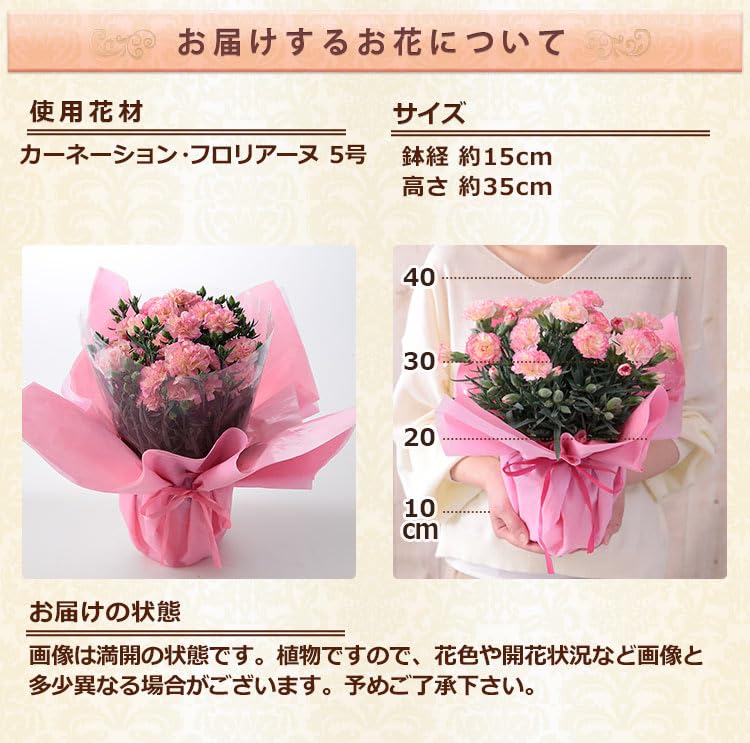 Amazon｜母の日 花 鉢植え ギフト プレゼント カーネーション鉢
