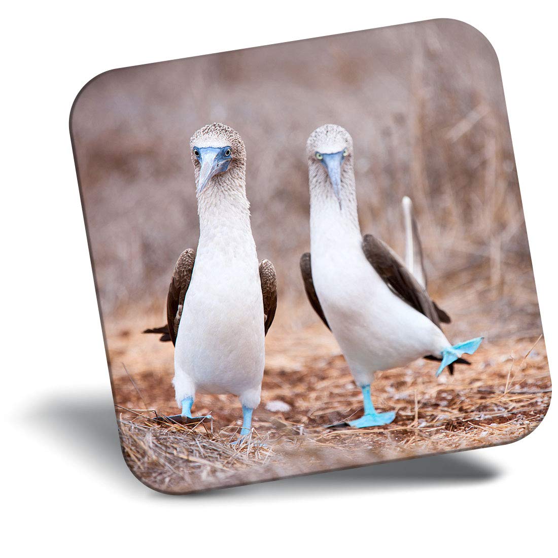 Destination Vinyl Ltd Blue Fridge Magnet - Footed Booby Galapagos Bird 15555
