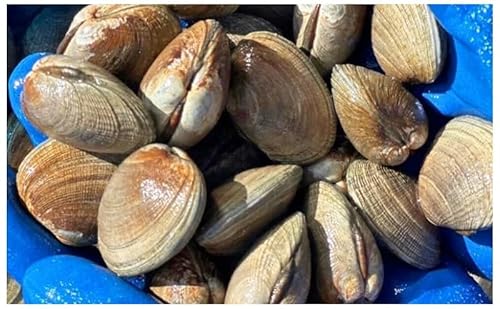 北海道 厚岸産 あさり 1kg 魚貝類 海の幸 グルメ 大粒 肉厚 砂抜き済み