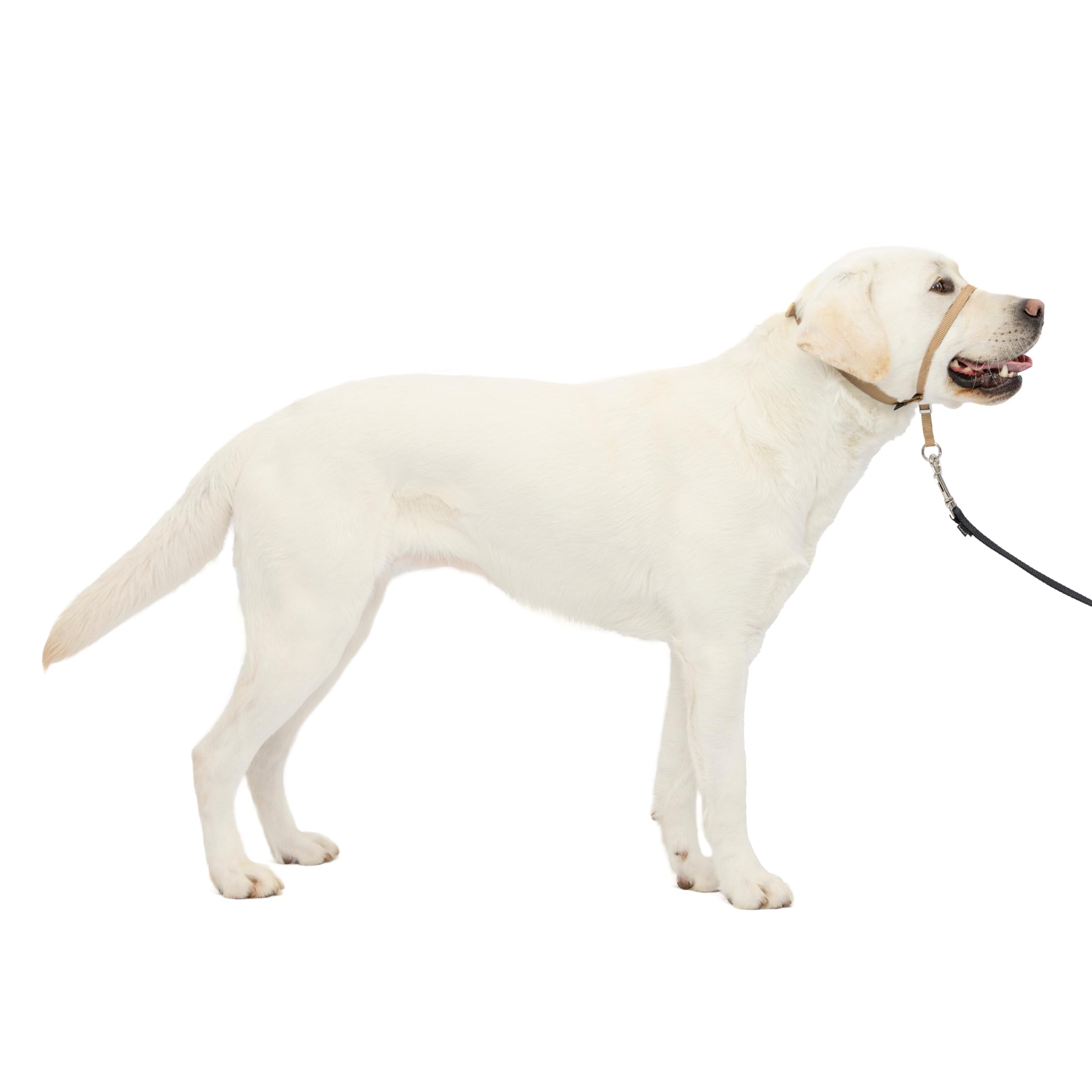 PetSafe Gentle Leader Headcollar, No-Pull Dog Collar – Perfect for Leash & Harness Training – Stops Pets from Pulling and Choking on Walks – Large, Fawn