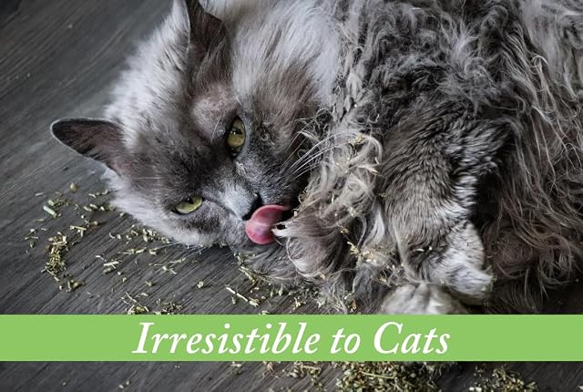 Foto 5 de 5 de Van Ness Fresh Nip - Gato orgánico