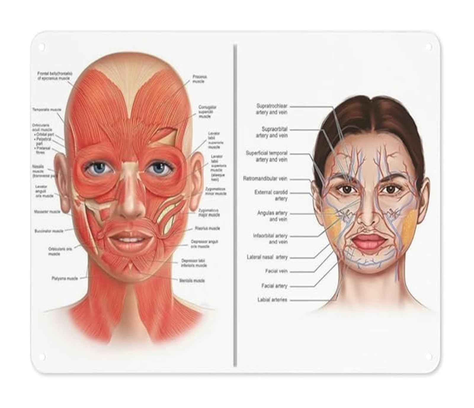 ICYJRFHLTF Vintage Metal Tin Sign Face Anatomy Chart with Muscles Esthetician Study Art Rustic Wall Decor for Office Classroom 8 X 12 inch