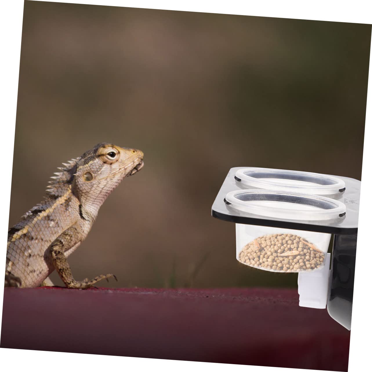 POPETPOP 5sets Accessori per Rettili Mangiatoia per Gechi con e Ciotole per Alimentatore per Rettili con Ciotole Compatte per Terrario