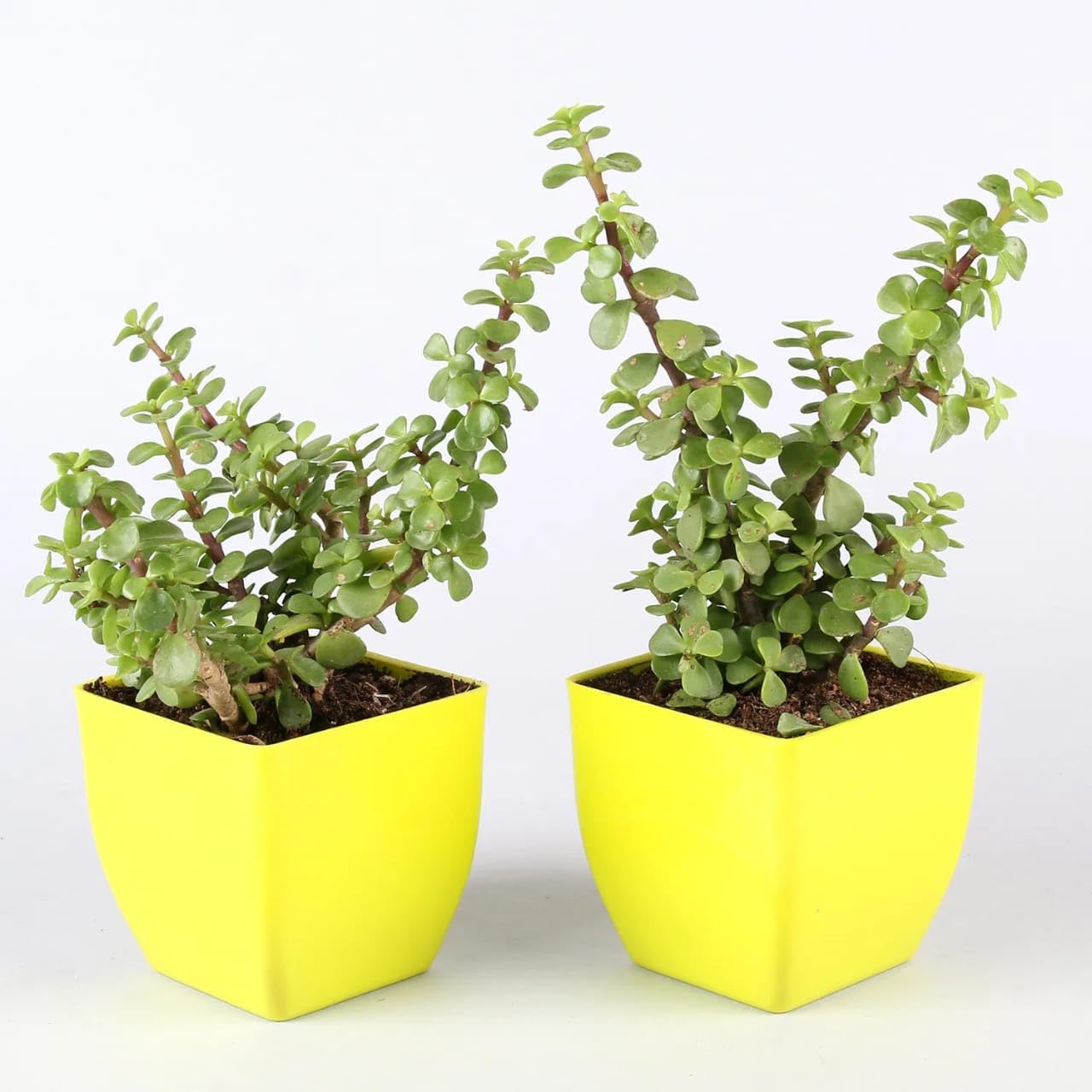Phulwa Zade Plants, Beautiful Dhan Kuber Plant (Crasula Money Plant) With Pot | Crassula Ovata Indoor Air Purifying Plant? (B0DCVVT519) Amazon Price History, Amazon Price Tracker