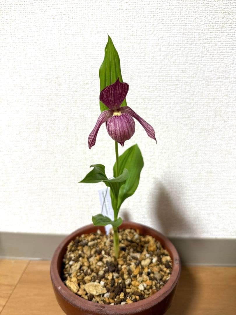 アツモリソウ　ハイブリッド　開花中 Amazon.co.jp: アツモリソウ ハイブリッド 開花中 : おもちゃ