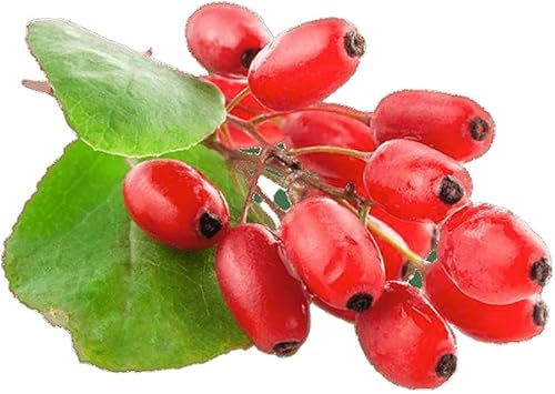 Goji Berry 50 Semillas – Lycium Chinense/Lycium Barbarum, planta de Wolfberry china, súper fruta perenne sin OMG, semillas de bayas de Goji fáciles