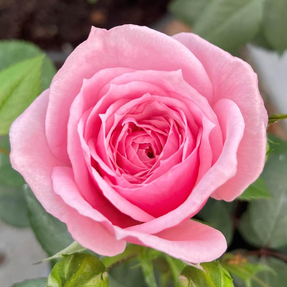 YouGarden Harkness Rose 'Jennifer Rose Sell' 4 Litre Potted