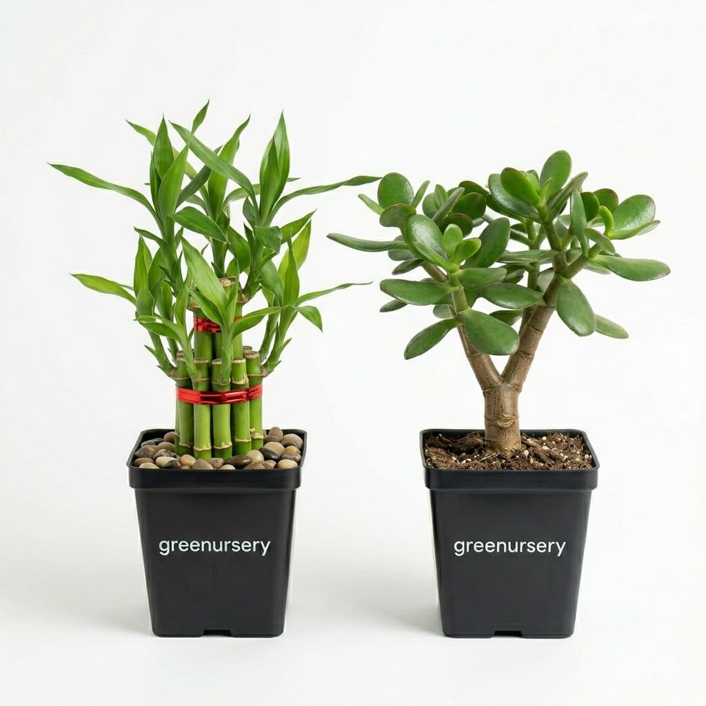 Live Combo of Lucky Bamboo and Jade Plant Indoor Decorative Office Plants-image-5