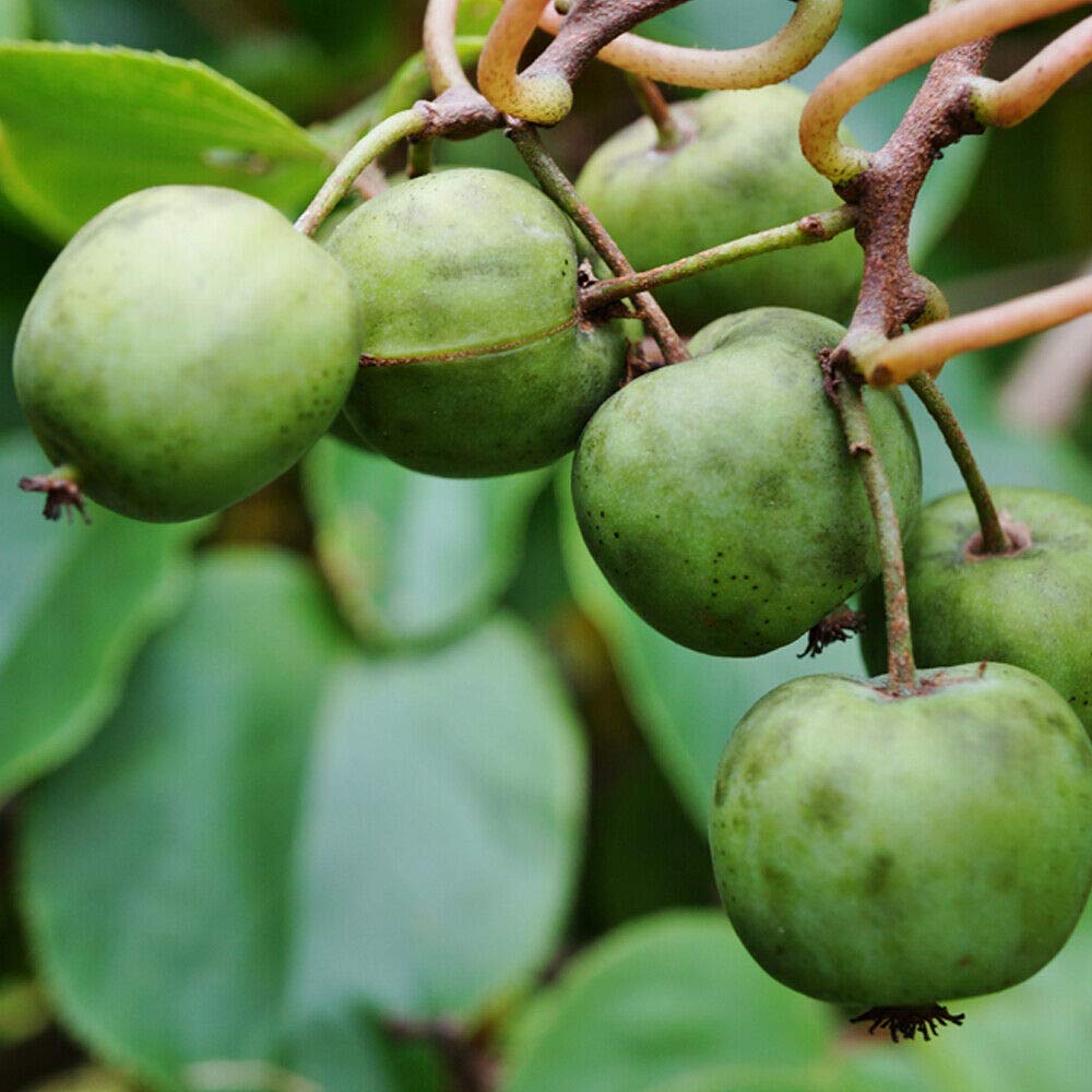 Kiwi Fruit Climber Garden Plant Hardy Issai Actinidia Deliciosa Crop Garden Plants Easy to Grow Your Own 1x 9cm Potted Plant by Thompson and Morgan