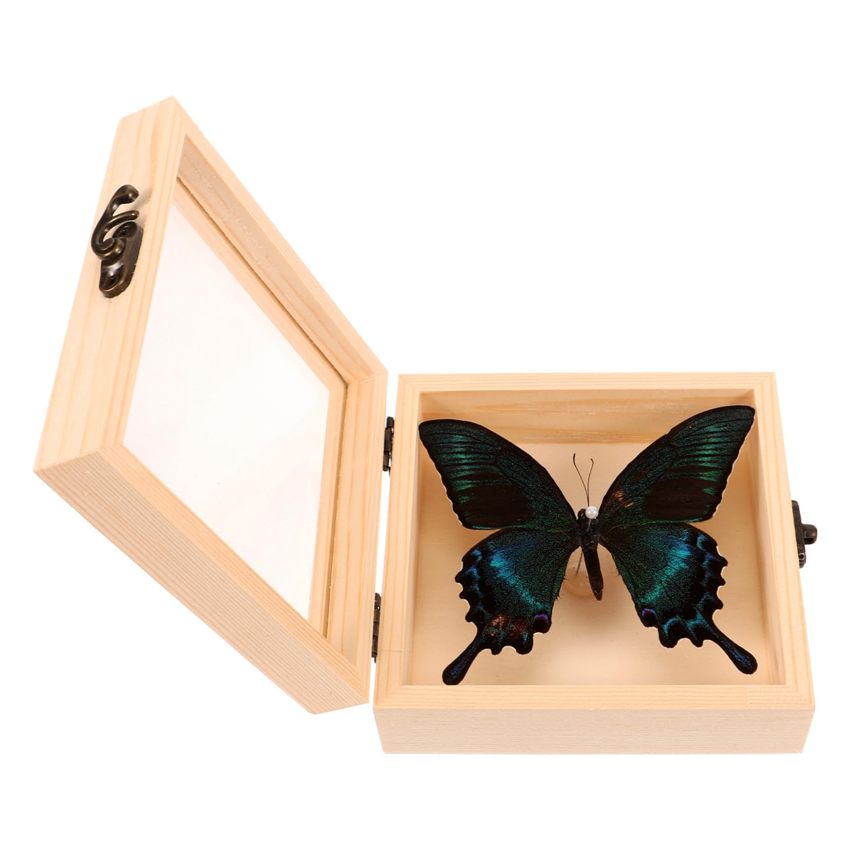 Gatuida 4sets Decorative Esemplari Insetti Espositiva e Collezionismo Per Appassionati e Decorazioni Interne