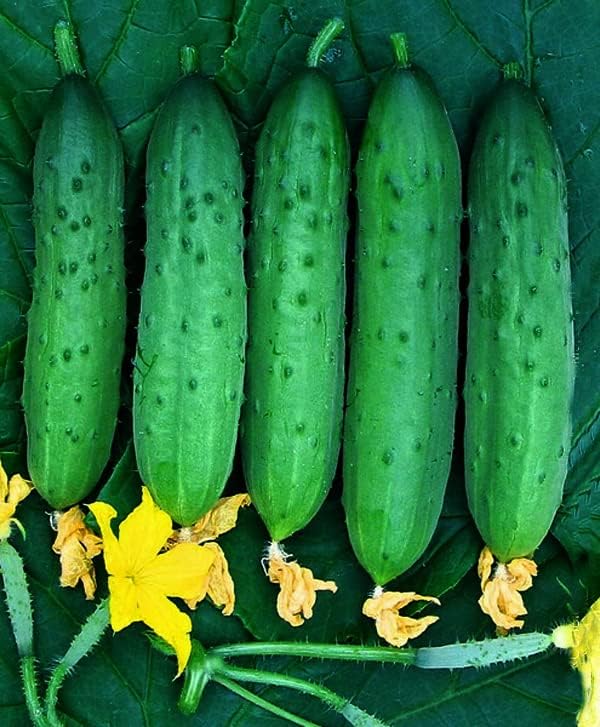 Miniatura 8 de Semillas de pepino de interior Zozulya Long - Autopolinizadas - Vegetales tradicionales - Sin OMG