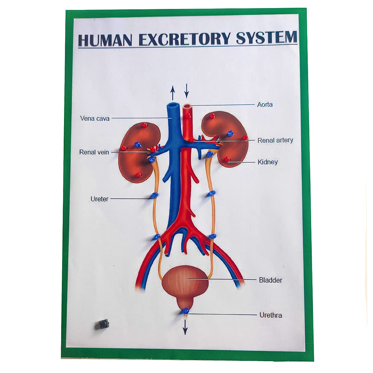 Excretory System Diagram The Excretory System — Depicta