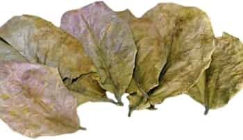 【puipuiさん専用】マジックリーフ 1kg 614rS5VC9fL._AC_UF350,