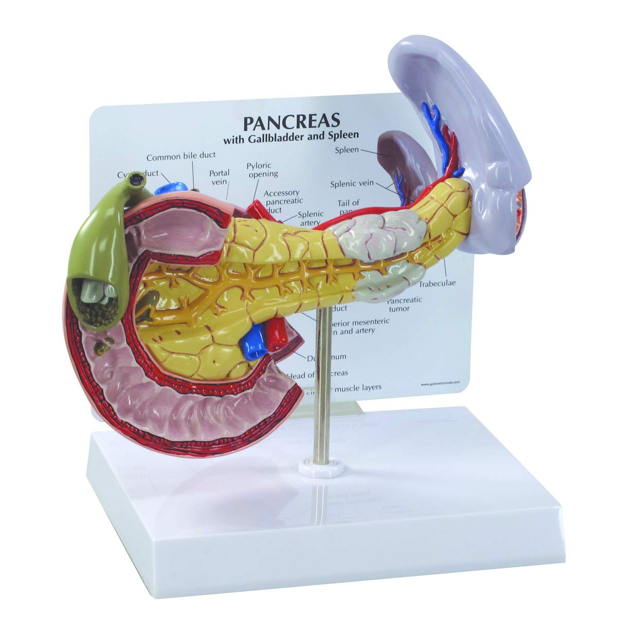 3B Scientific 1019553 Pancreas Model
